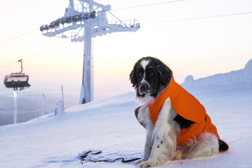 The Best Dog-Friendly Ski Destinations