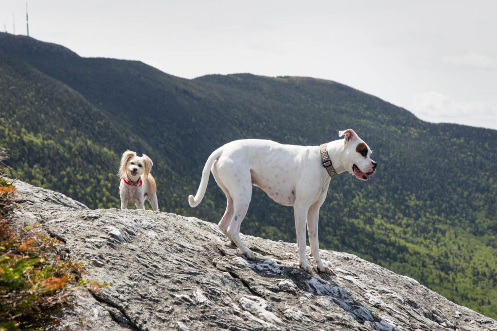 Ski Resorts With Dog-Friendly Hiking Trails