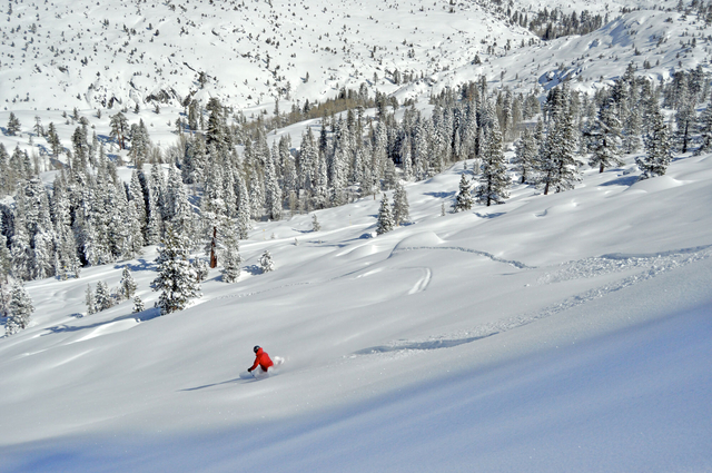 A skier shreds powder in Granite Bowl at Dodge Ridge Resort 