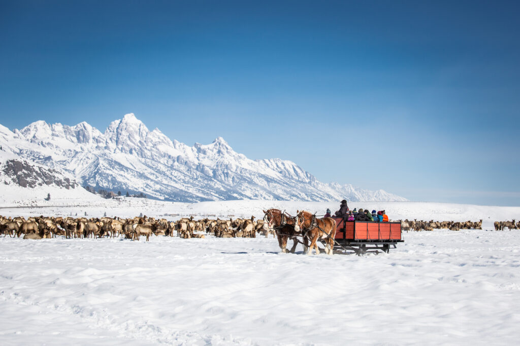 Ride in a horse-drawn sleigh ride at Elk Refuge on a clear day