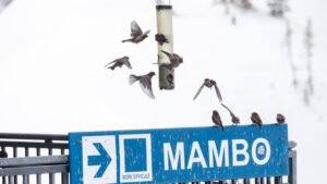 Alta Birding on skis 