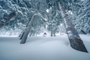 Skiing through trees on a powder day at Taos Ski Valley