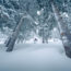 Skiing through trees on a powder day at Taos Ski Valley