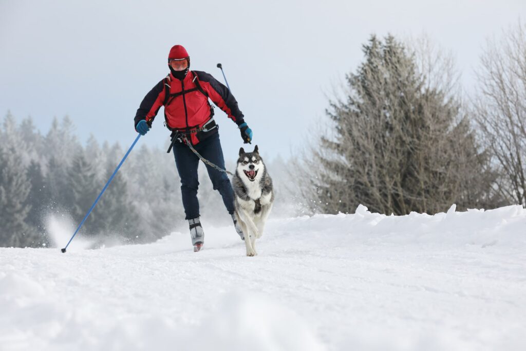 Ski Joëring : un sport d&rsquo;hiver unique pour les amateurs d&rsquo;aventure