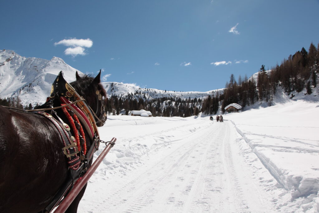 Musher per un giorno